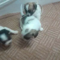 سگ ماده باردار