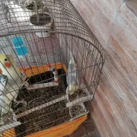 حیوان|پرنده|صباشهر, |دیوار