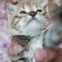 گربه|گربه|شهرکرد, |دیوار