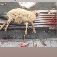 قصاب و سلاخ ذبح گوساله و گوسفند|خدمات پذیرایی، مراسم|اسلامشهر, شهرک مهدیه|دیوار