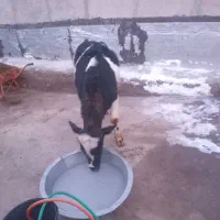 گوساله|حیوانات مزرعه|صوفیان, |دیوار