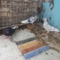 کفتر به فروش میرسد