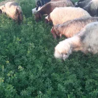 میش روزگاری