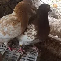 کبوتر کله کاکلی زات قدیم