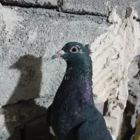 سلام فروشی|پرنده|کرمان, |دیوار