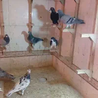 دسته خوب دوس بداری هوایی|پرنده|شیراز, کوشک میدان|دیوار