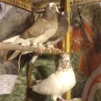 کبوتر