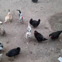 تخم مرغ نطفه دار گلین|حیوانات مزرعه|بومهن, |دیوار