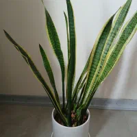 سانسوریا ابلق با پاجوش