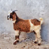 یک‌کهره‌نر‌چاق‌‌ ویک‌بزماده‌چاق
