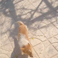 پاپی خوشکل|سگ|تربت جام, بهشت نبی|دیوار