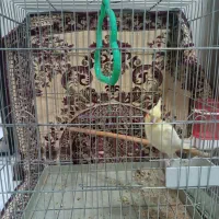 عروس هلندی نر