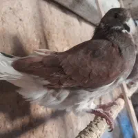 کبوتر|پرنده|ماکو, |دیوار