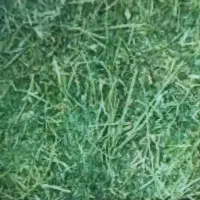 فروش یونجه فله ای