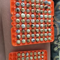 تخم بلدرچین خوراکی و نطفه دار