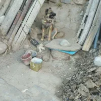 سگ گله برای گوسفند تضمینی