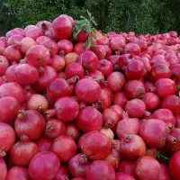 آب انار از باغ ،آب آلبالو آب زرشک قیمت تولیدی|خوردنی و آشامیدنی|گنبد کاووس, |دیوار