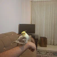 عروس هلندی رام