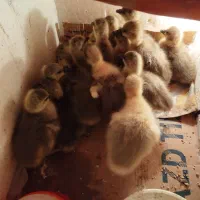 جوجه غاز دورگ اکراینی