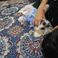 سگ پاکوتاه شیتزو بازی گوش ناز|سگ|زنجان, |دیوار