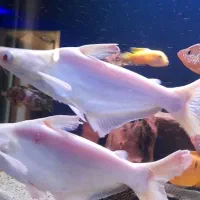 پنگوسی گیاه خوار آلبینو