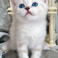 گربه های سلطنتی واگذار