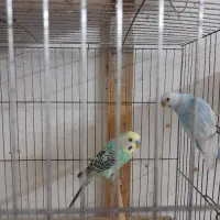 مرغ عشق زیبا|پرنده|رشت, شهریاران|دیوار