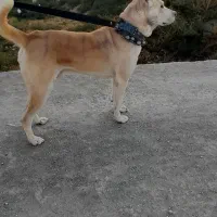 سگ ...حیوان|سگ|شیروان (خراسان), |دیوار