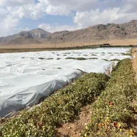 کاور ضد سرما با کیفیت عالی و دوام بالا صیفی جات