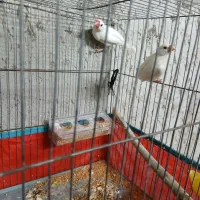 فنچ نرگسی فوق اماده