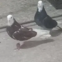 کفتر شازده زیبا