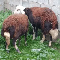 ۲راس گوسفند بروجردی جوان