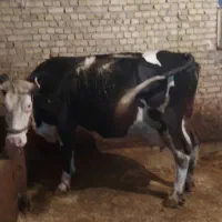 فروش گاو ماده سمینتال