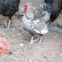 بوقلمون، خروس گردن لخت و مینیاتوری