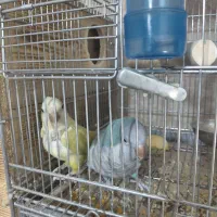 راهب مولد|پرنده|تهران, مقدم|دیوار