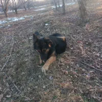 واگذاری توله ژرمن ۶ ماهه نرو ماده