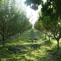 خدمات باغبانی برادران محسنی سردرودی