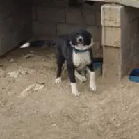 سگ قدریجونی