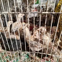 جوجه محلی زابلی ۵۰روزه|حیوانات مزرعه|نیمروز, |دیوار