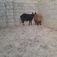 بره قوچی خوشکل و خوشتیپ جنس دار|حیوانات مزرعه|تربت جام, میان جام|دیوار