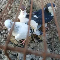 کبوتر فروشی سه تا باهم یک تومن