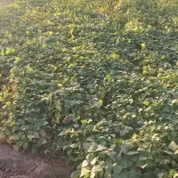 نیازمندکارگر