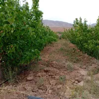 باغ-و-زمین-باغی