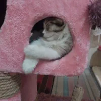 خانه گربه کاملا نو