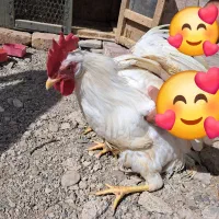 دو قطعه خروس به فروش میرسد