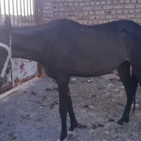 فروش اسب ومعاوزه باگوسفند وموتور هم دارم