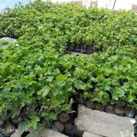 نهالستان انگور