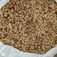 تخمه هندوانه