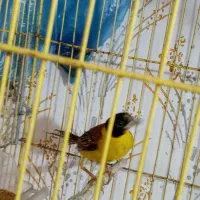 فنچ گلدین تک نر زرد موجوده|پرنده|رشت, علی آباد|دیوار