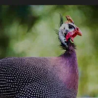 پرنده شاخدار|حیوانات مزرعه|پلدختر, |دیوار